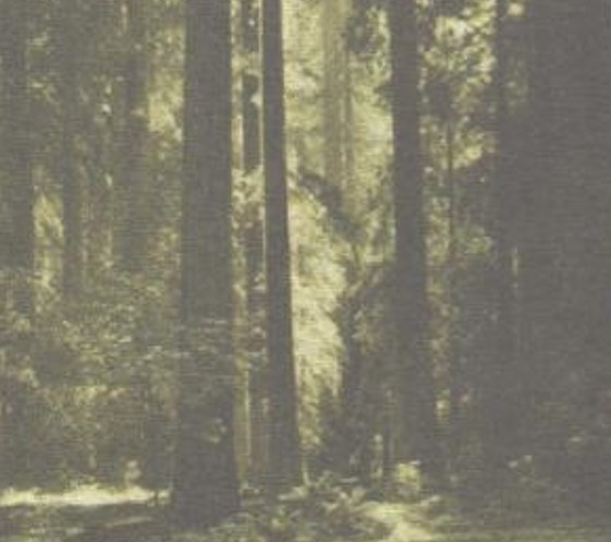 انسل آدامز در این اثر برای نشان دادن بلندی و استقامت و استحکام درختان از کادر عمودی استفاده شده است